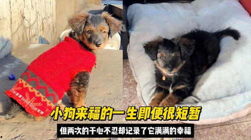 小狗来福,忠诚与成长的温馨故事